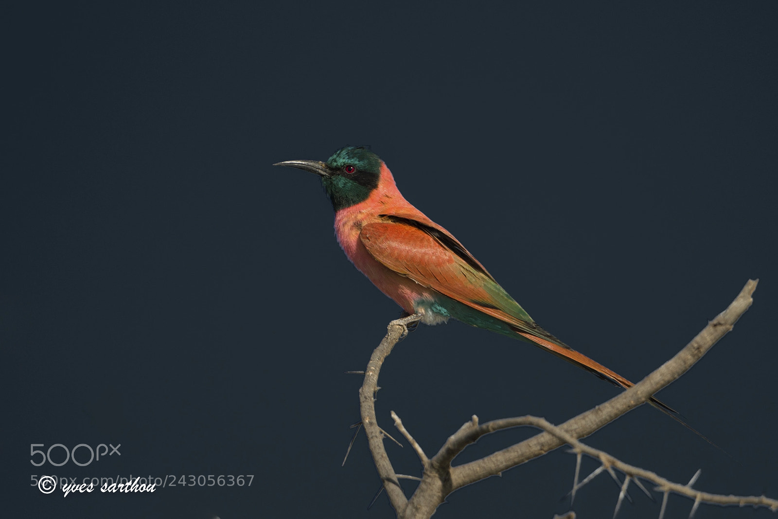 Nikon D500 sample photo. Carmine bee-eater photography