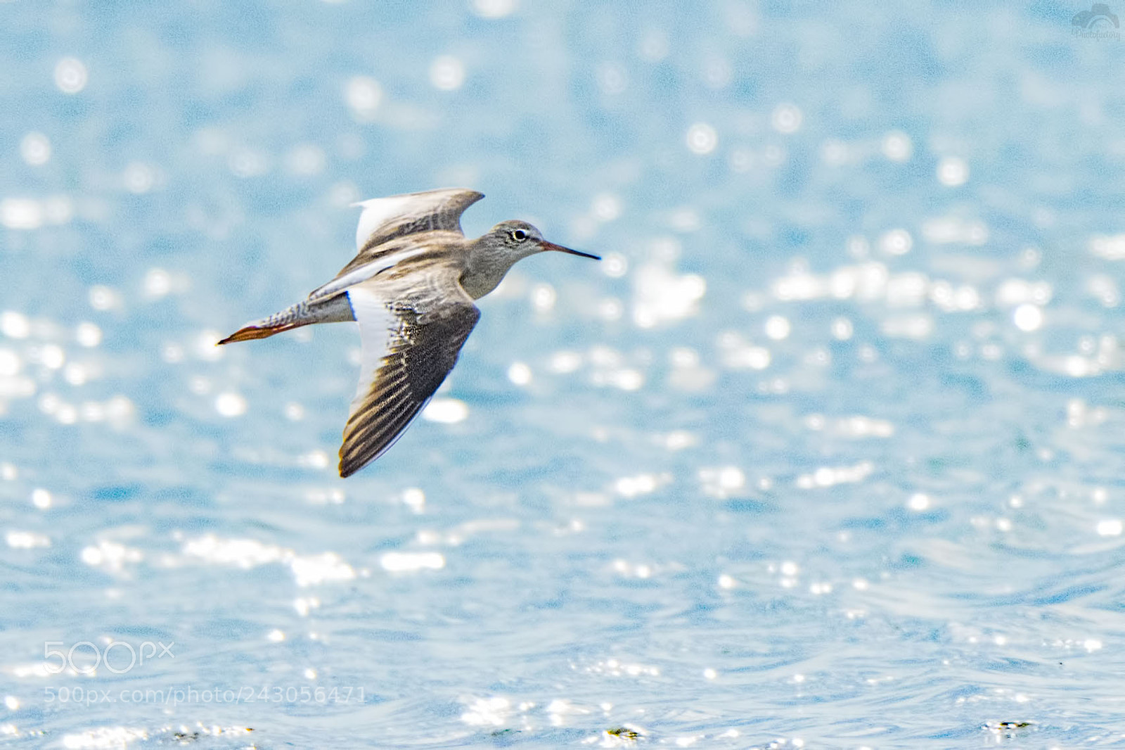 Nikon D810 sample photo. Common redshank photography