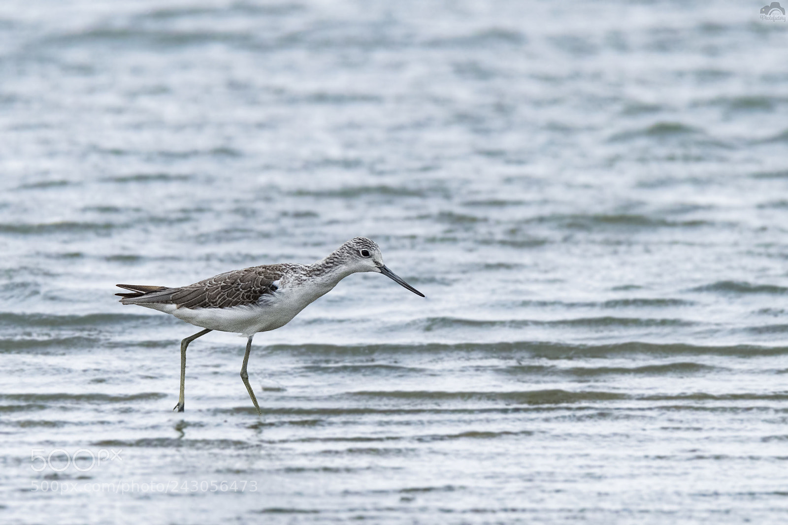 Nikon D810 sample photo. Common greenshank photography