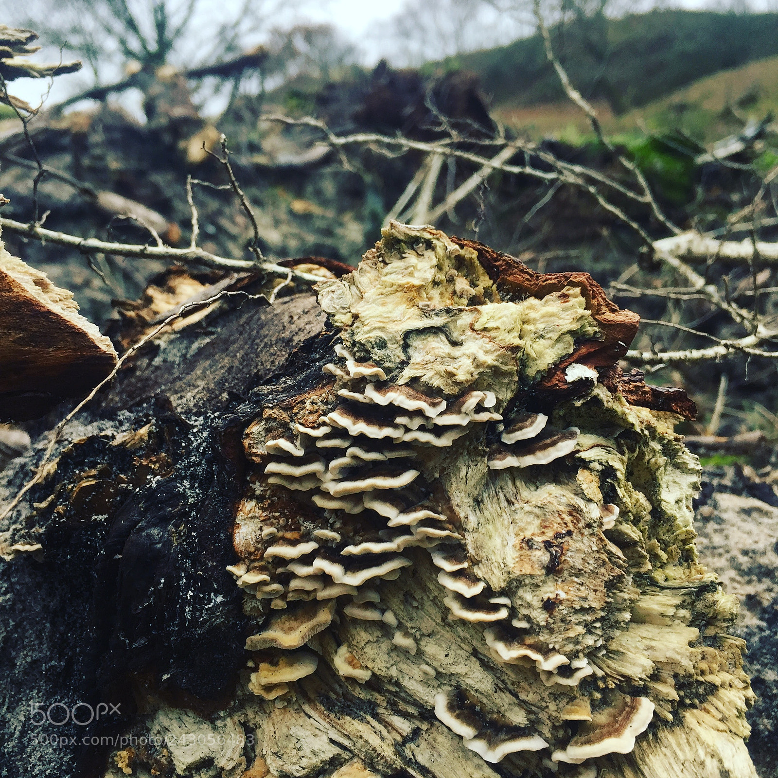 Apple iPhone 6 sample photo. Slot haamstede photography