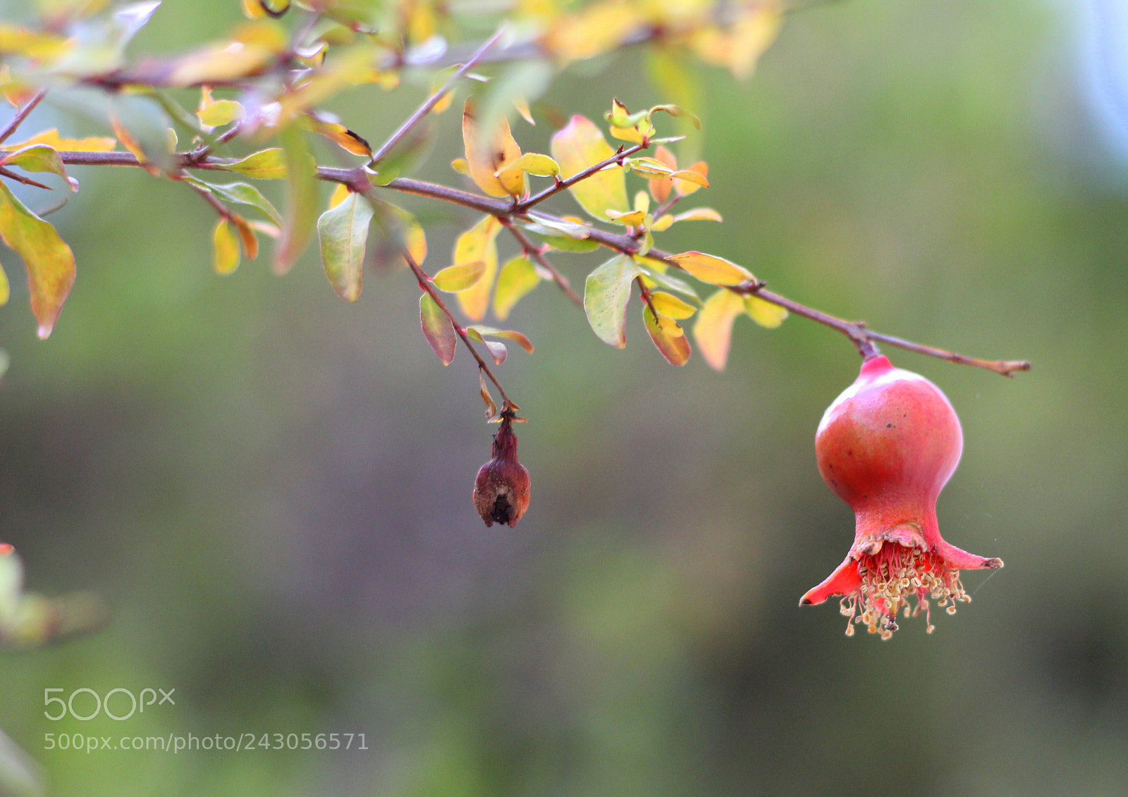 Canon EOS 1300D (EOS Rebel T6 / EOS Kiss X80) sample photo. Pomegranate photography