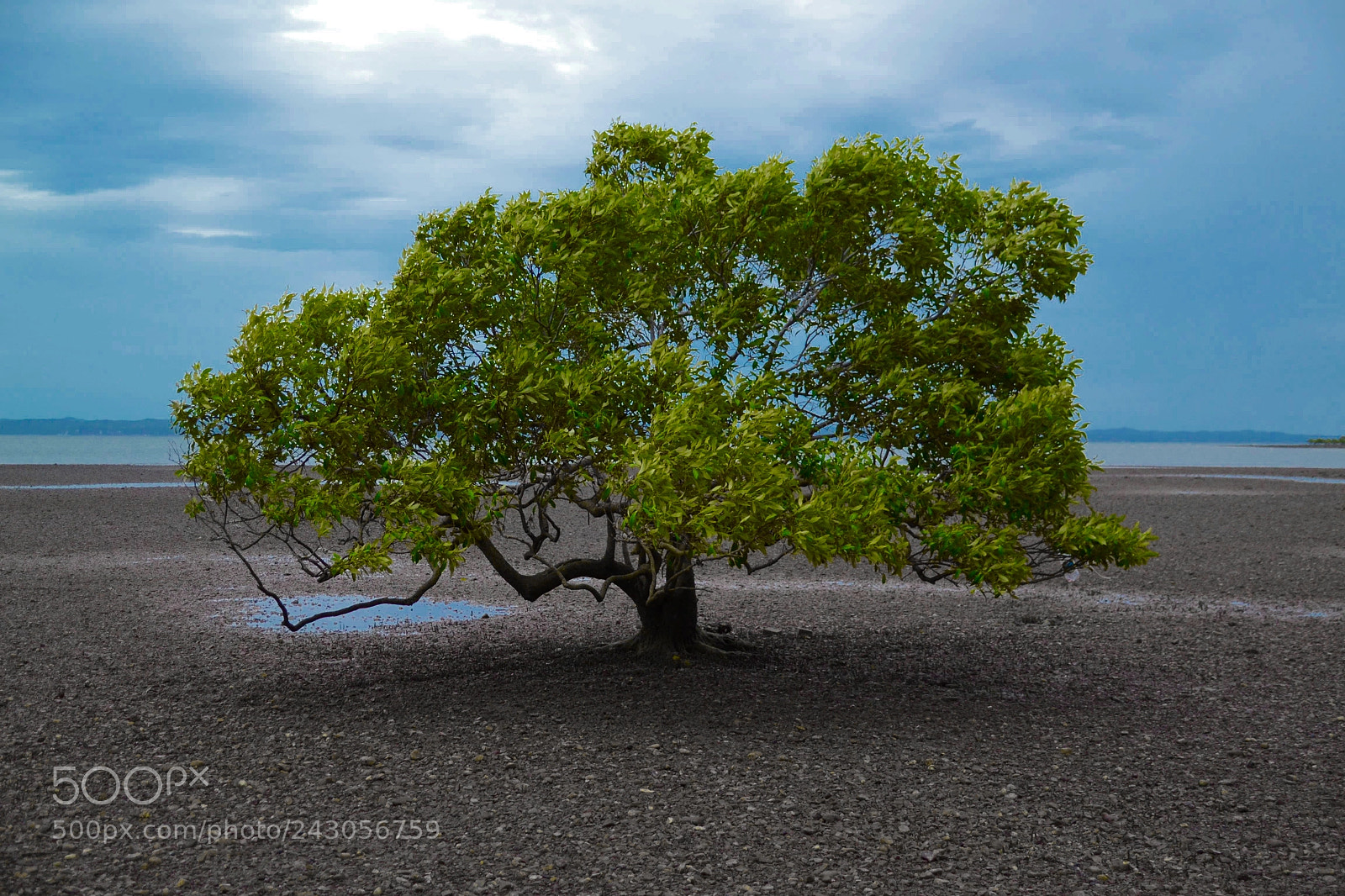 Nikon D3100 sample photo. A lonely tree photography