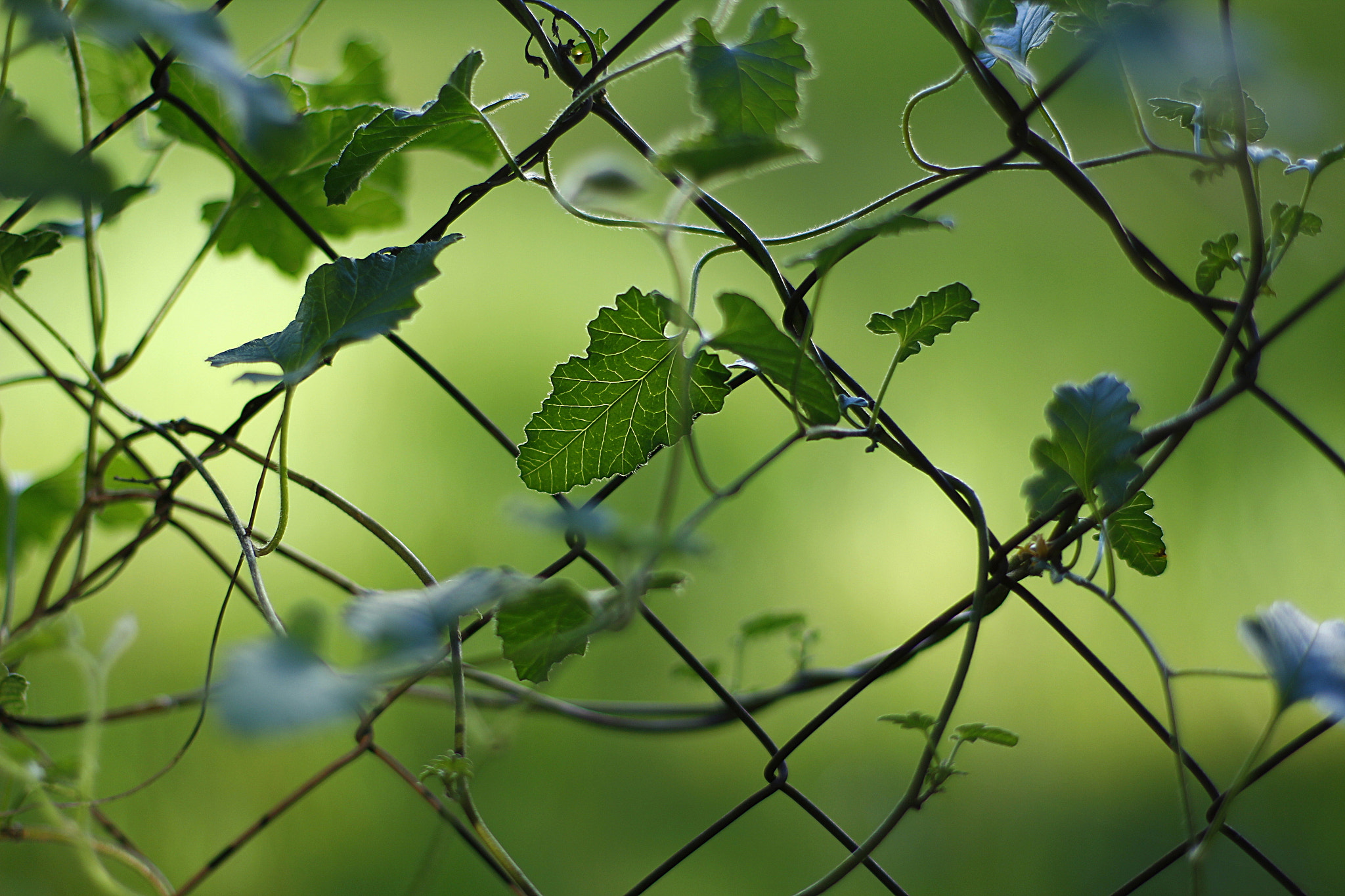 Canon EOS 60D + Canon EF 50mm F1.4 USM sample photo. Greenery... photography