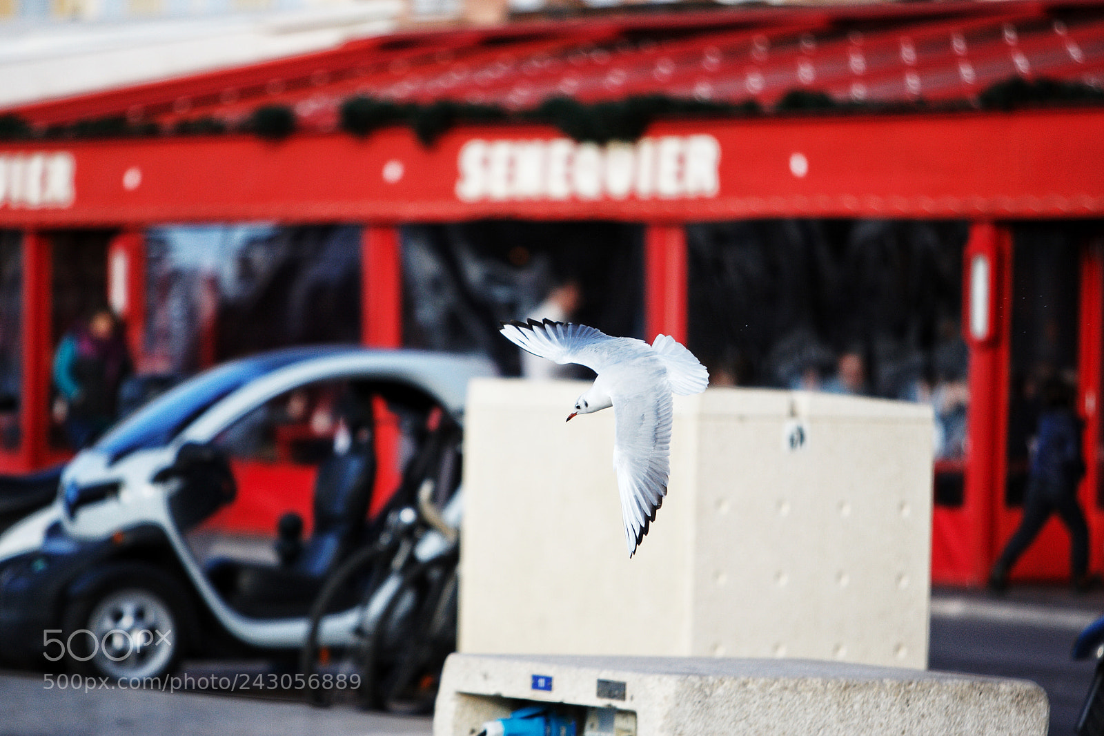 Canon EOS-1D Mark III sample photo. Urban nature photography