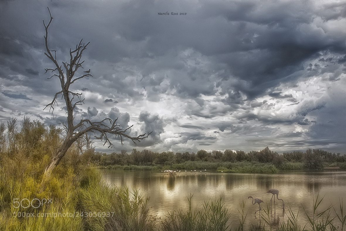 Nikon D610 sample photo. Golden pond photography