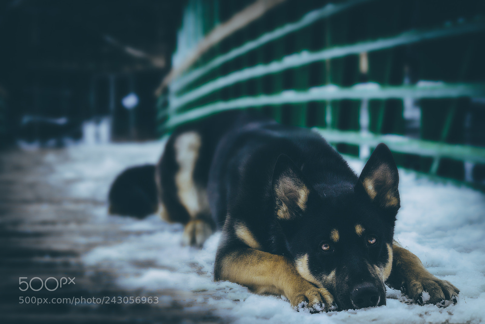 Sony a7R III sample photo. Good boy photography
