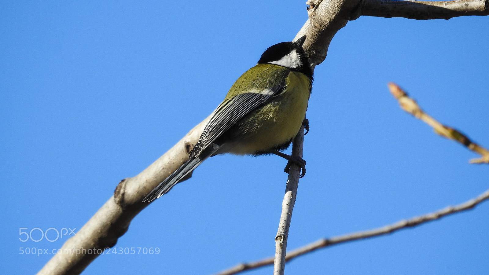 Nikon Coolpix P900 sample photo. The great tit photography