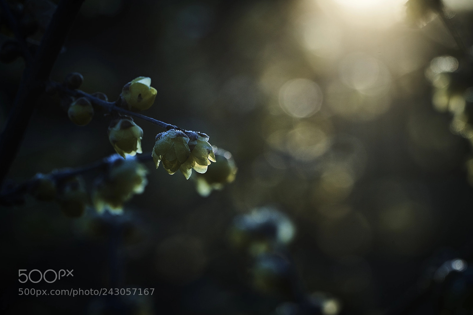 Sony a99 II sample photo. Wintersweet photography