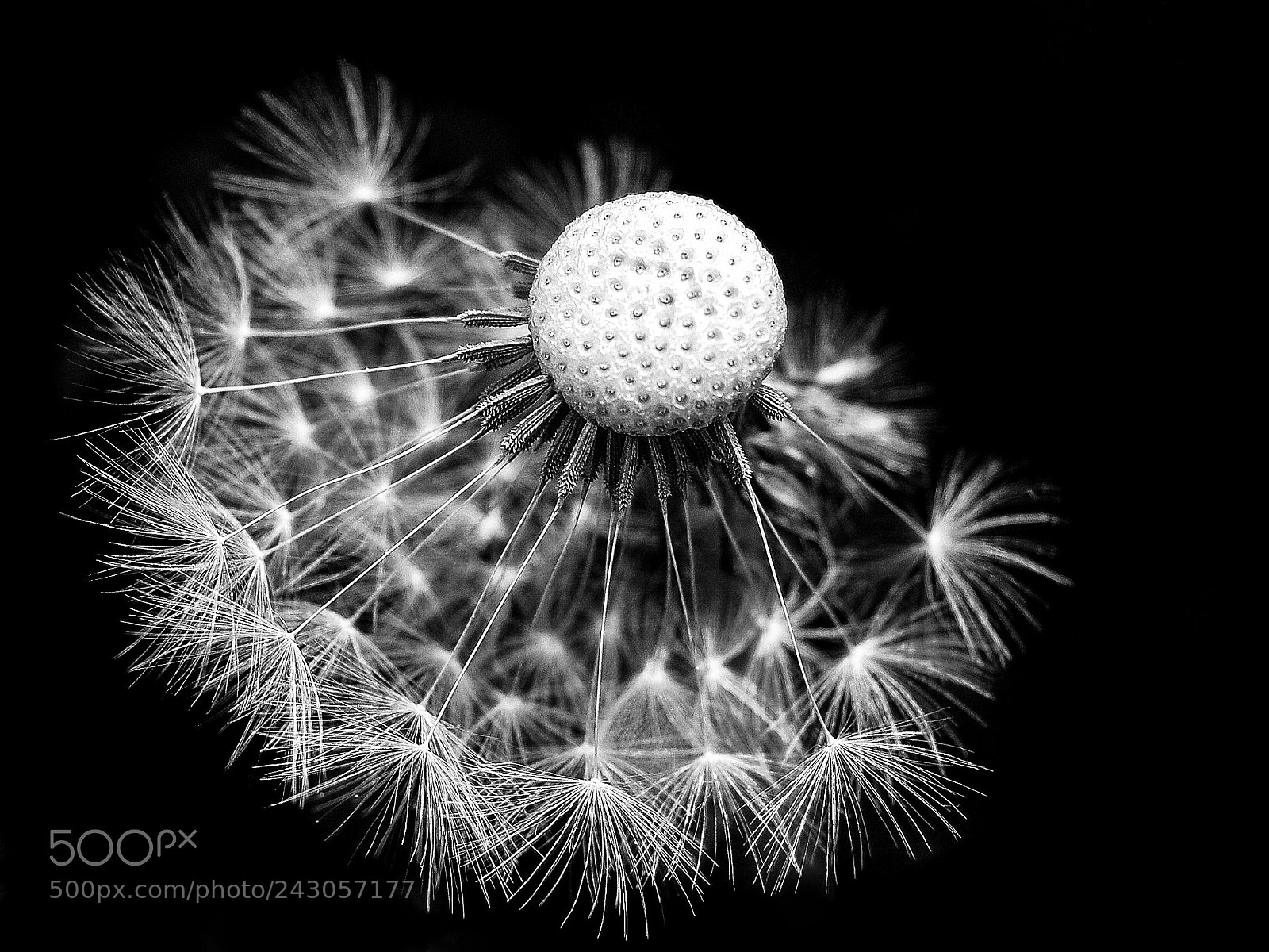 Nikon D40 sample photo. Dandelion photography