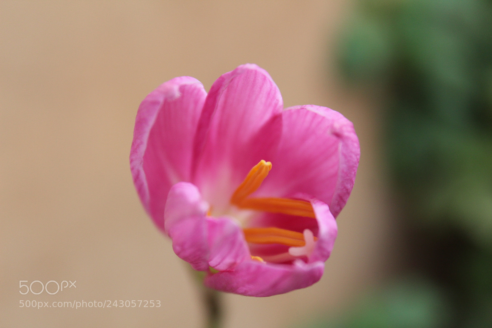 Canon EOS 1300D (EOS Rebel T6 / EOS Kiss X80) sample photo. Lily photography