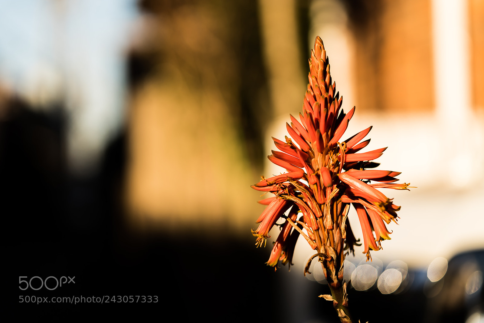 Sony a7R III sample photo. Aloe also has flowers photography