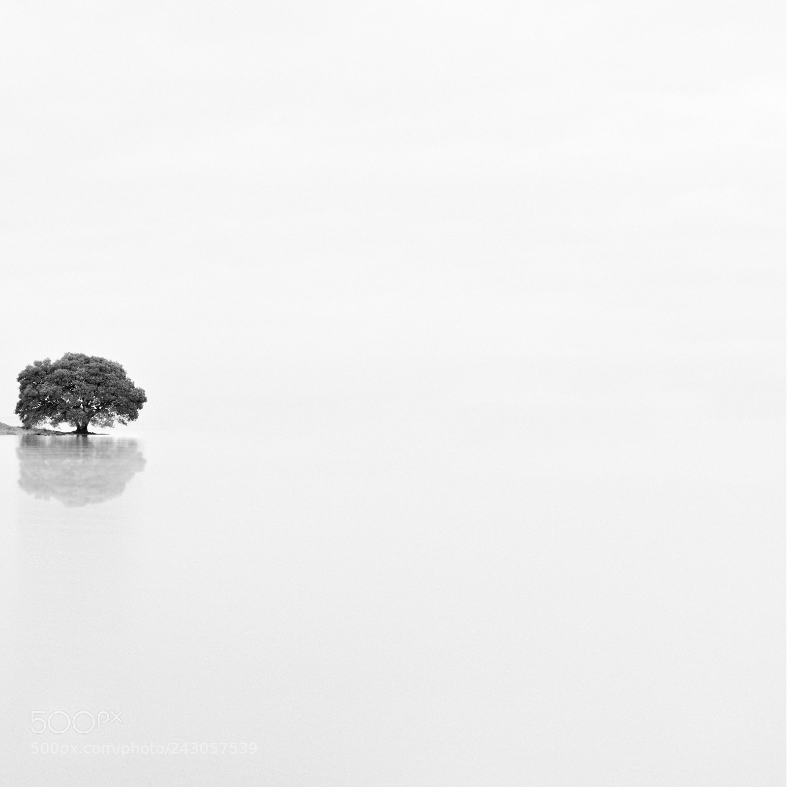 Sony a7R sample photo. A tree photography