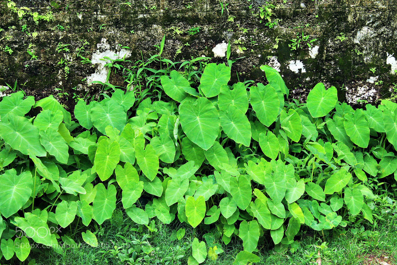 Canon EOS 1200D (EOS Rebel T5 / EOS Kiss X70 / EOS Hi) sample photo. Green goa photography