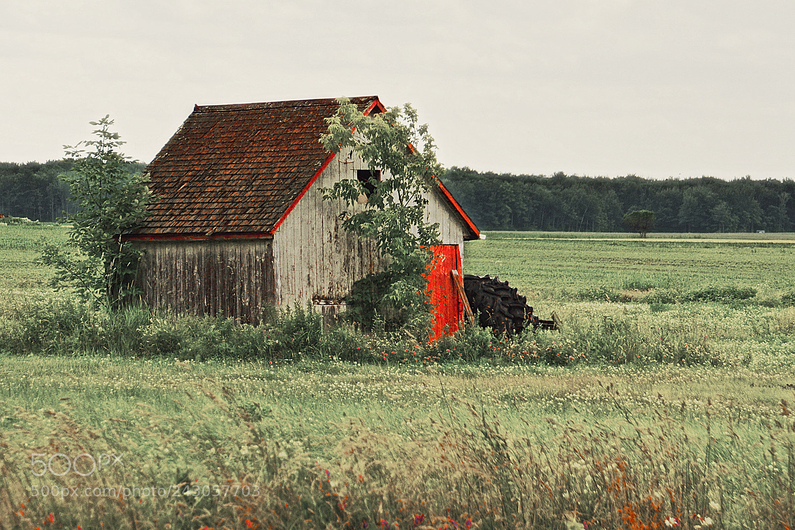 Nikon D7100 sample photo. Toute mignonne photography