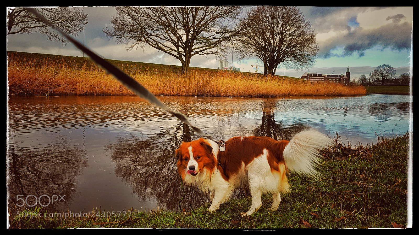 Samsung Galaxy S7 sample photo. Dog photography