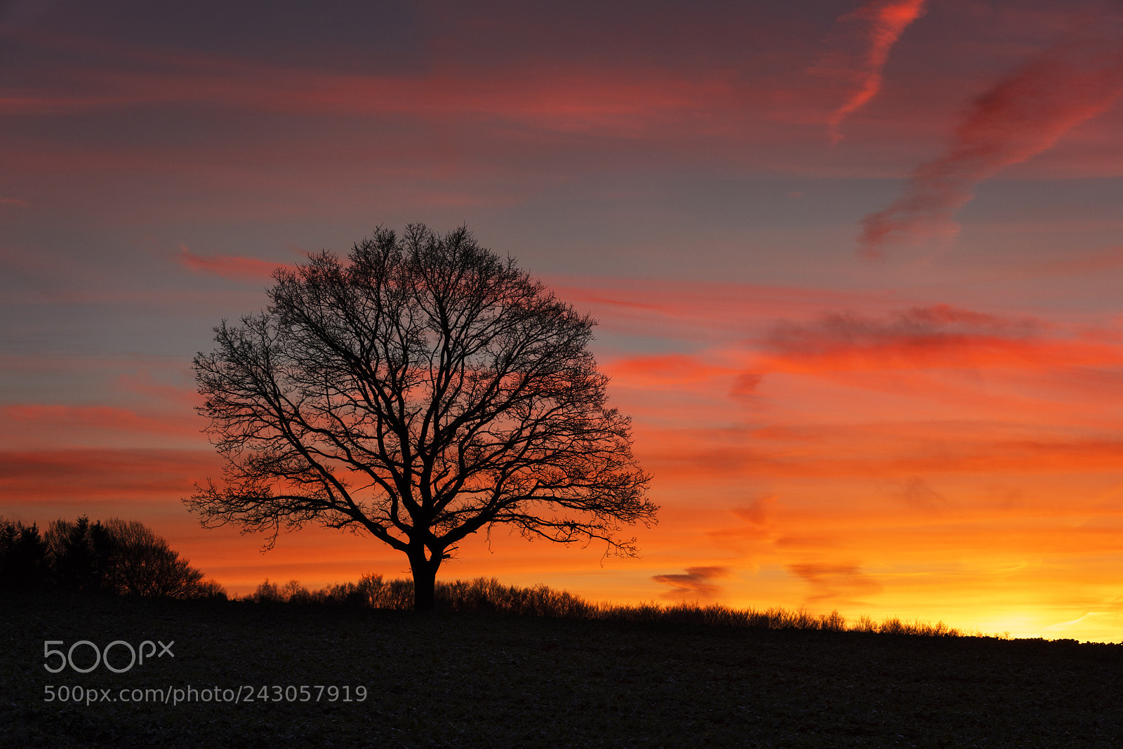 Canon EOS 5DS sample photo. Lone tree photography