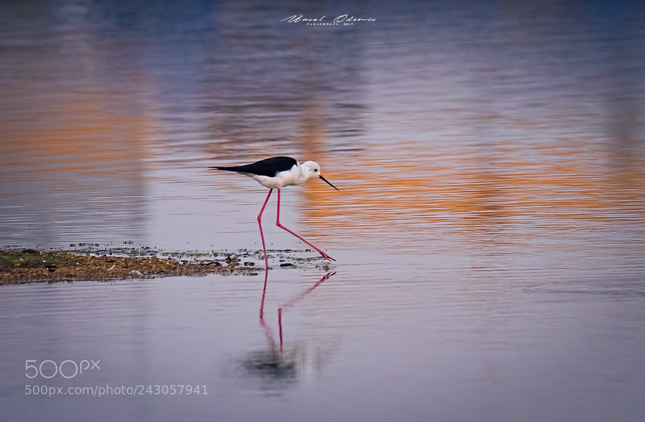 Nikon D810 sample photo. Beauties of nature 20 photography