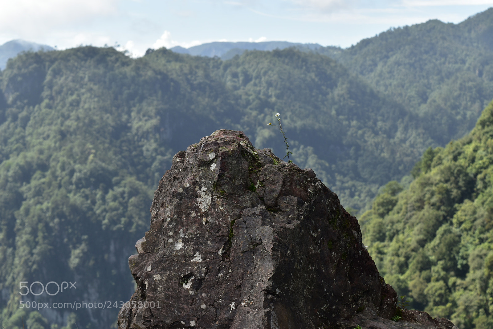 Nikon D5500 sample photo. Flor en roca photography
