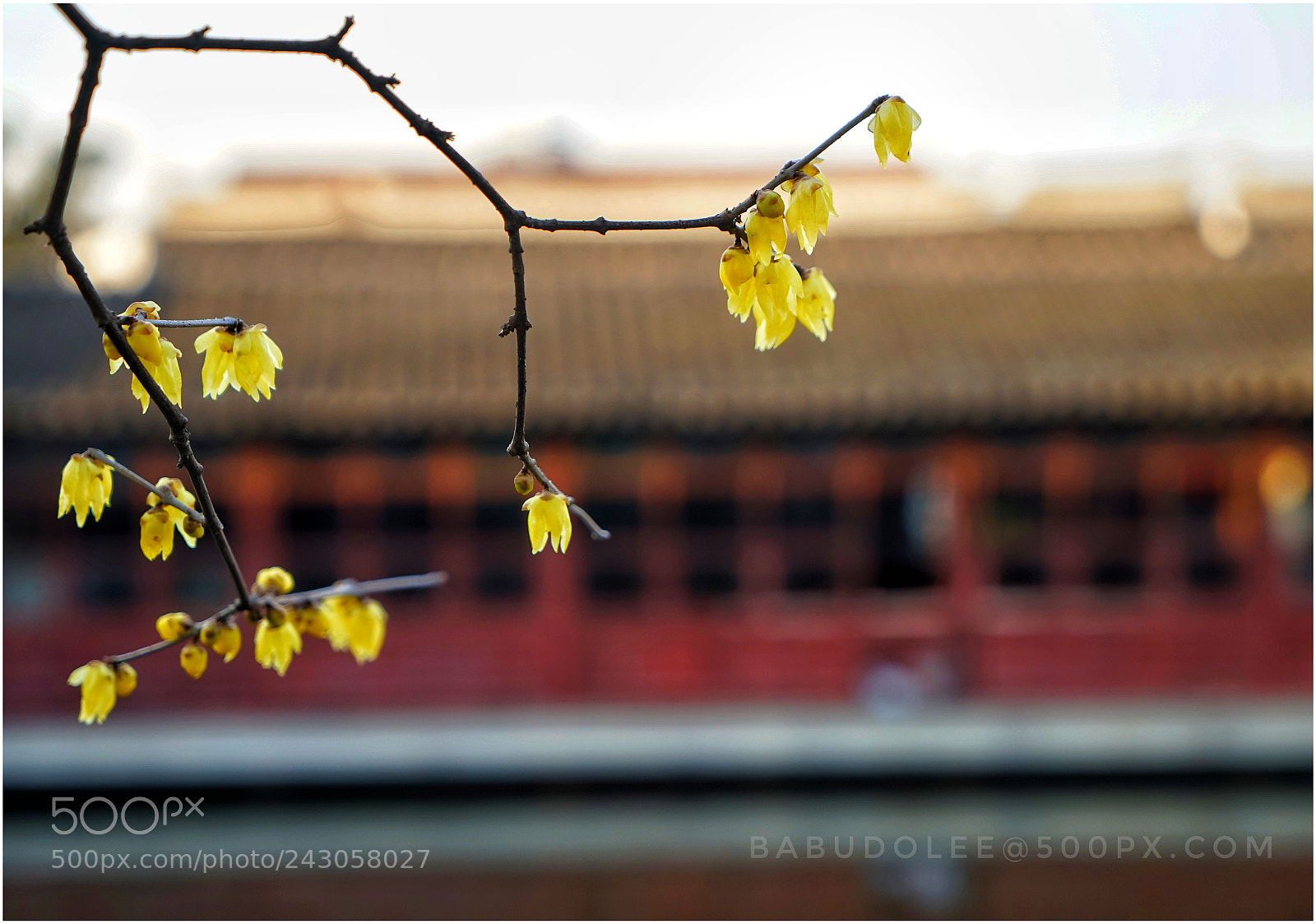 Sony a7 sample photo. Wintersweet photography