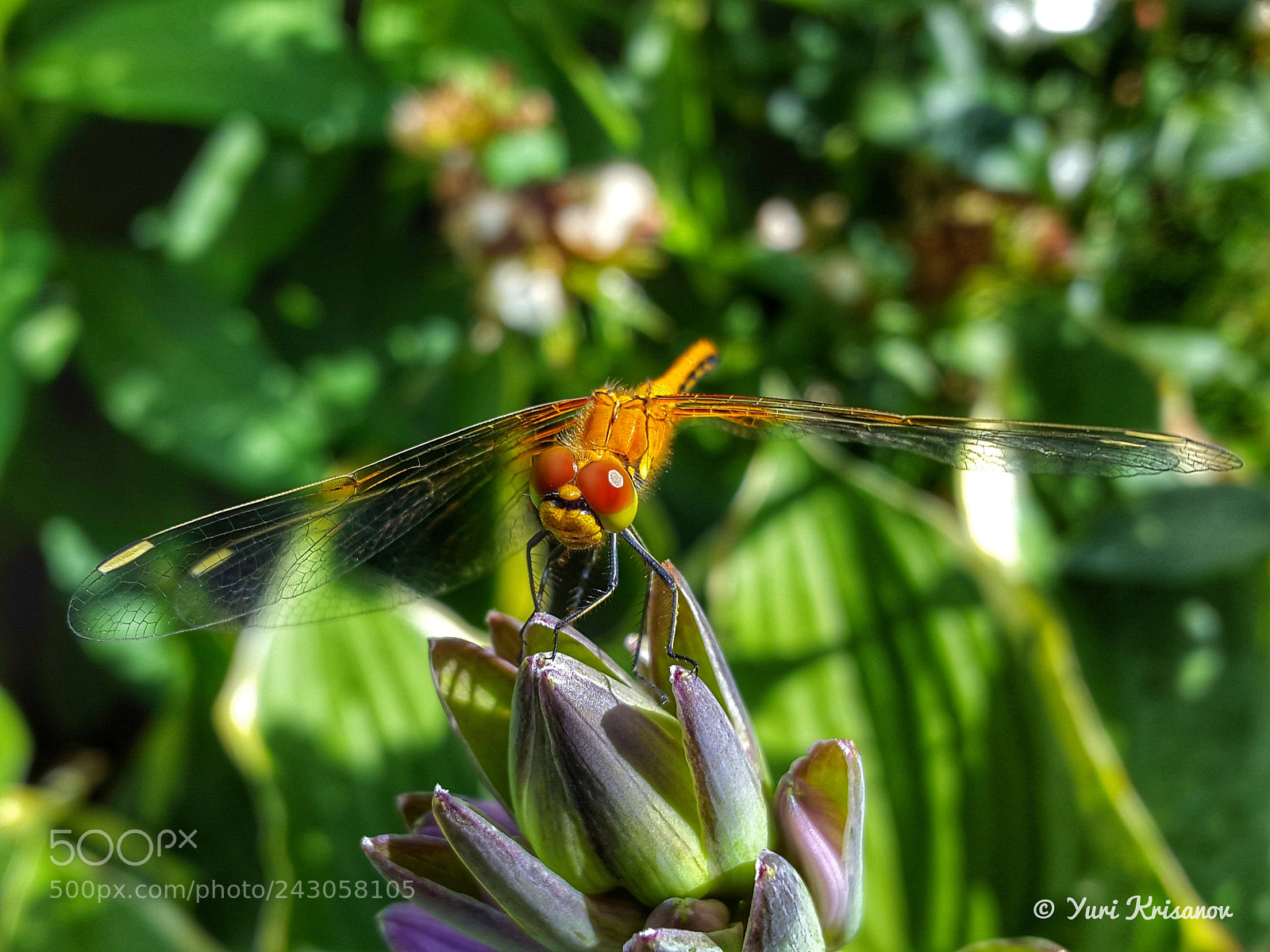 Samsung Galaxy Alpha sample photo. Dragonfly on flower bud photography