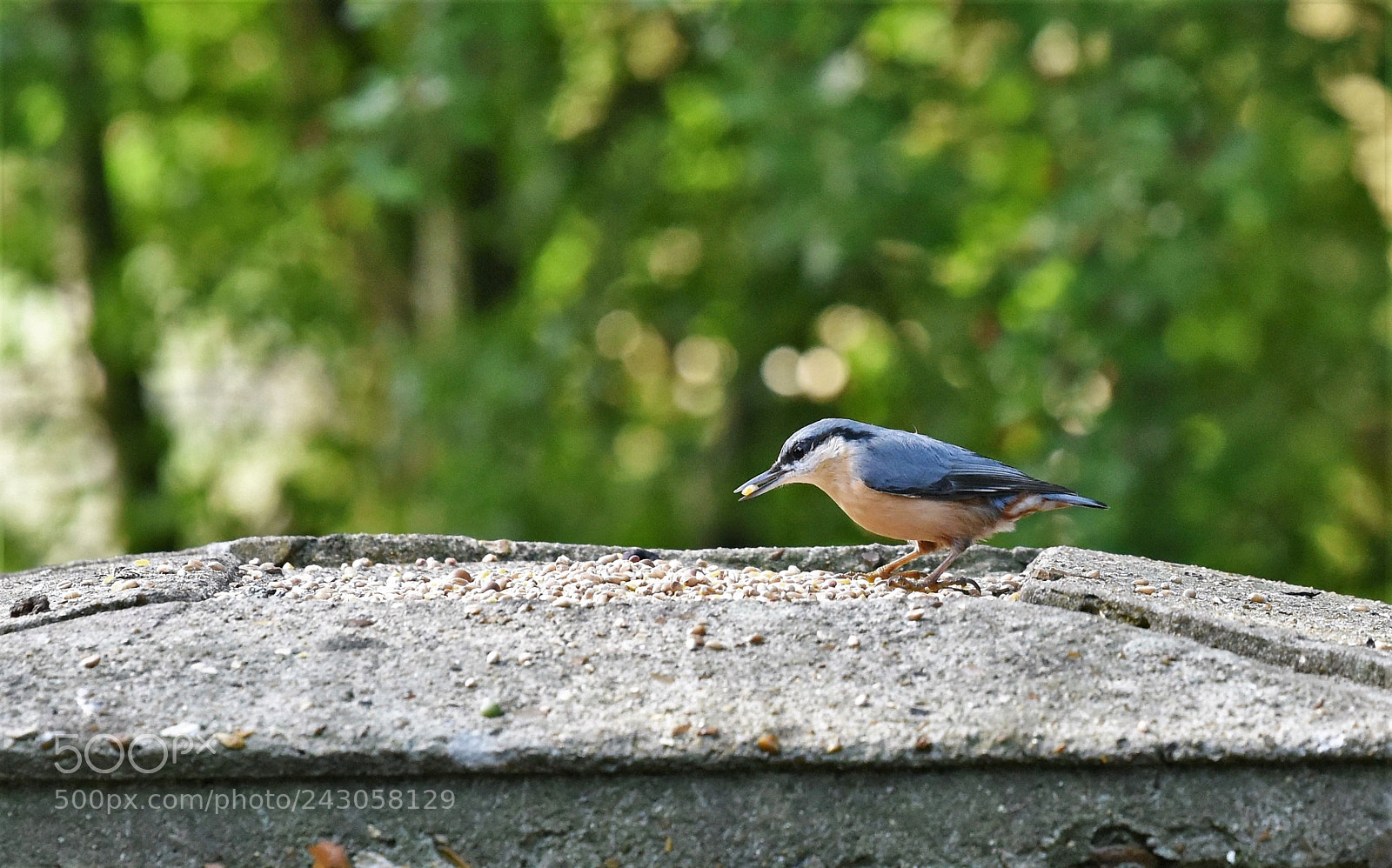 Nikon D810 sample photo. Nuthatch eating a seed photography