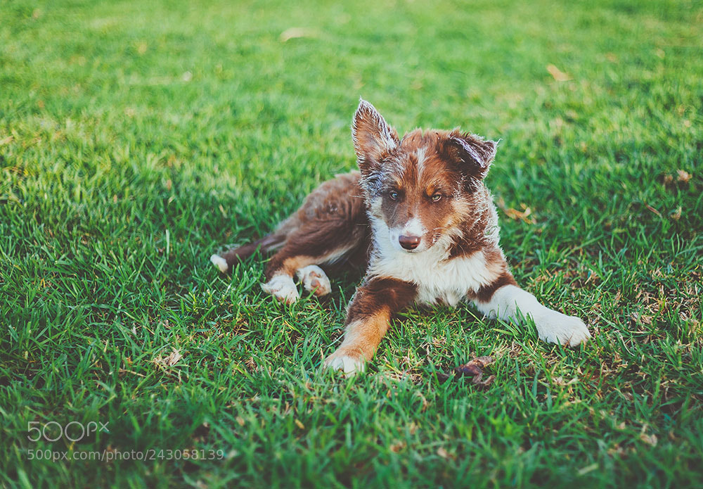 Canon EOS 5D sample photo. Pup and frog photography