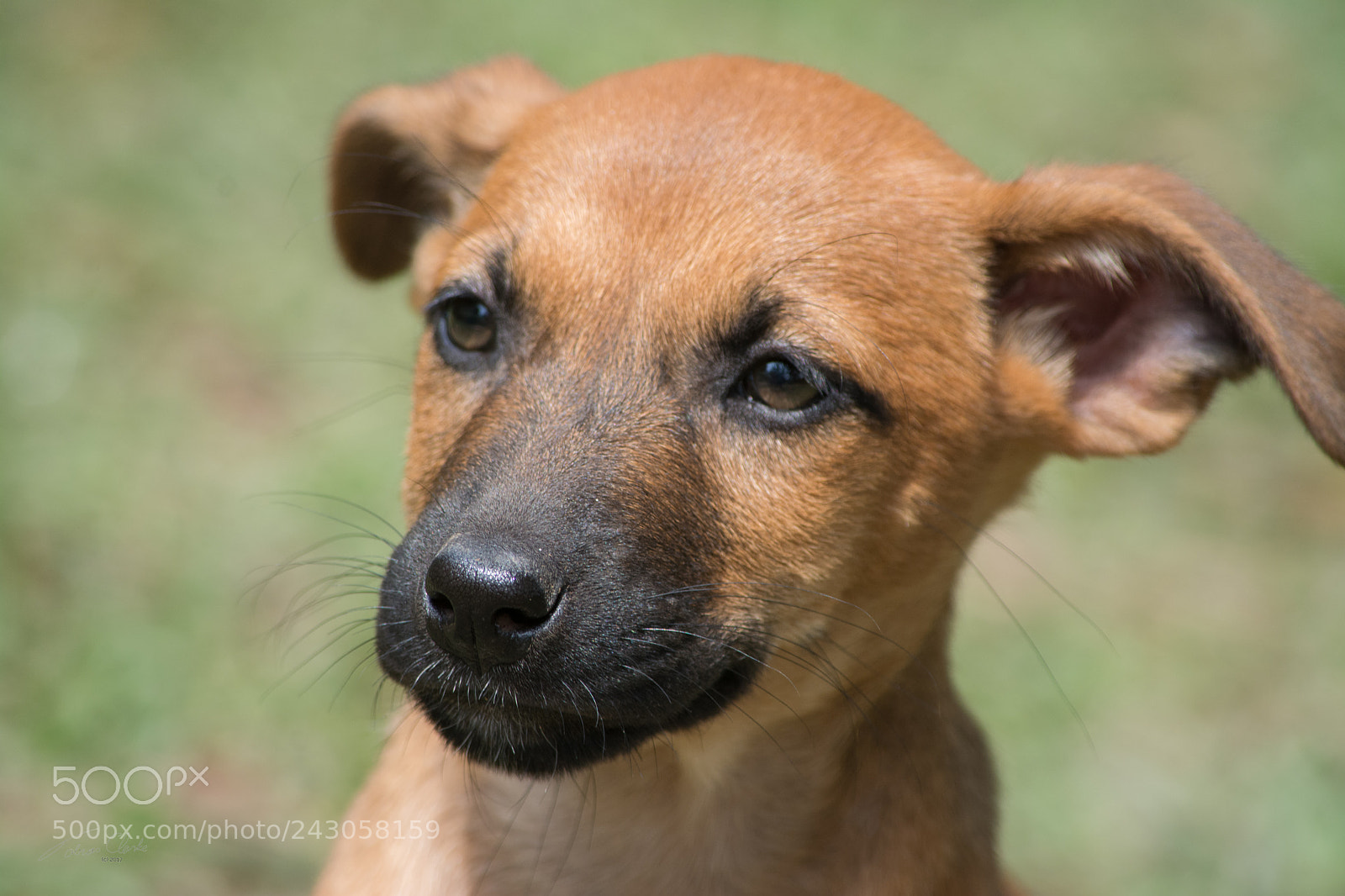 Nikon D7100 sample photo. Cute puppy photos shoot photography