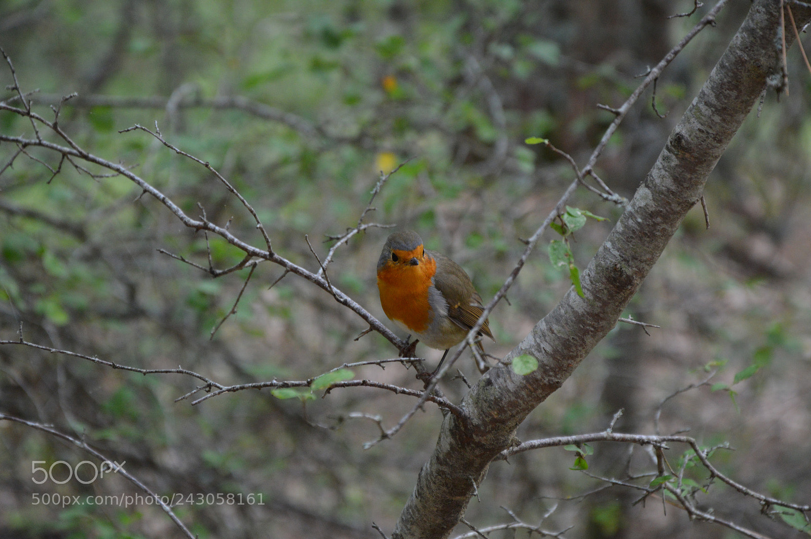 Nikon D3200 sample photo. Untitled photography