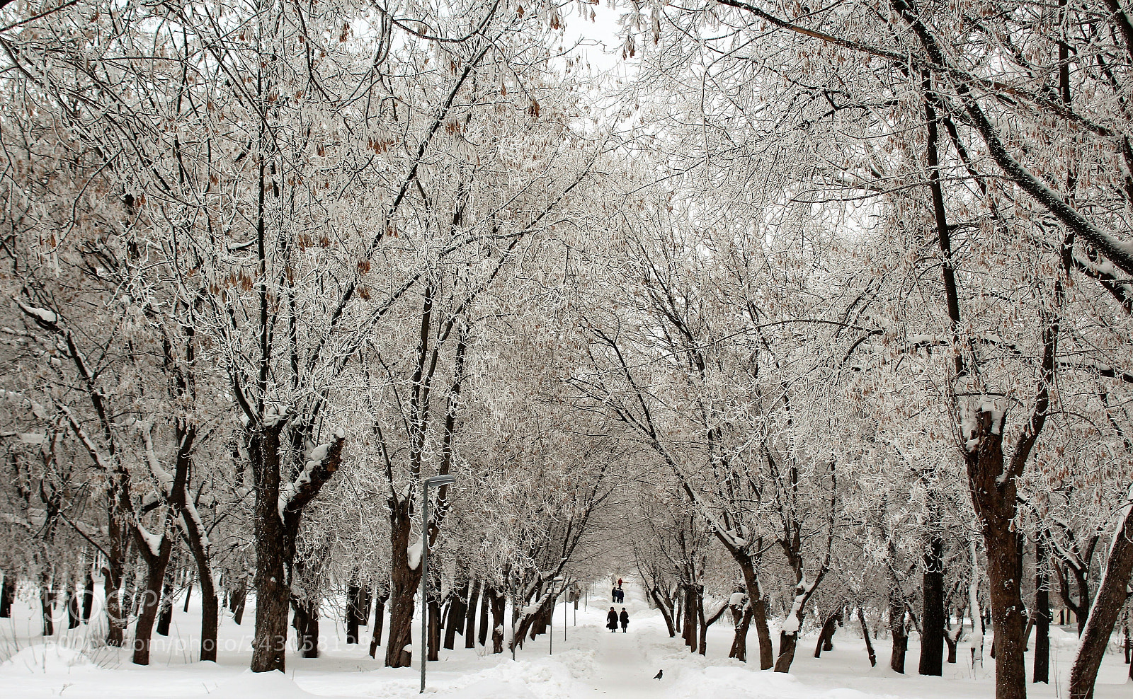 Canon EOS 1300D (EOS Rebel T6 / EOS Kiss X80) sample photo. January 2018 winter wonderland photography