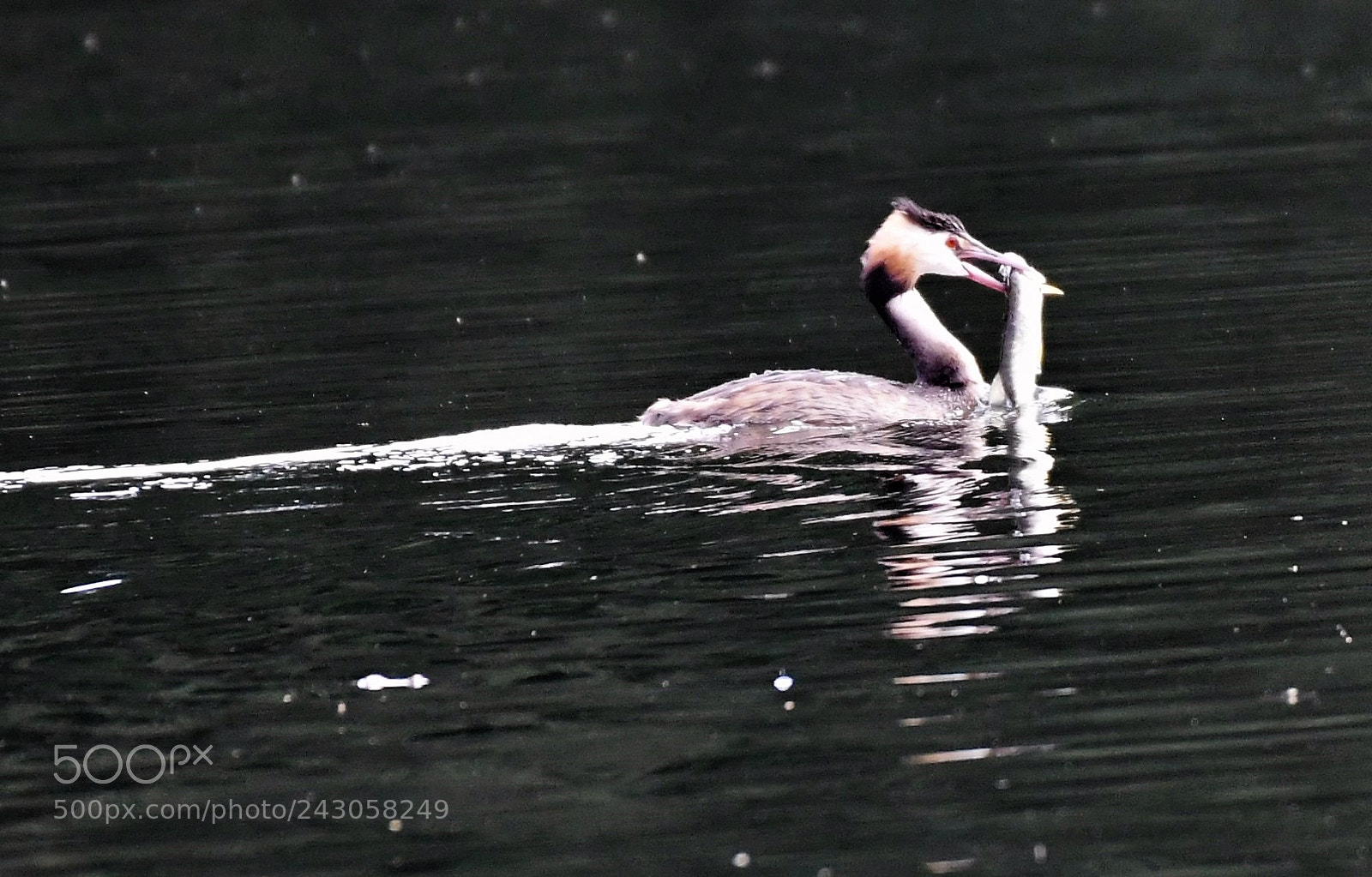 Nikon AF-S Nikkor 200-500mm F5.6E ED VR sample photo. Crested grebe captures pike photography