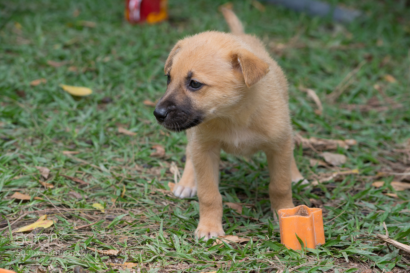 Nikon D7100 sample photo. This puppy was a photography