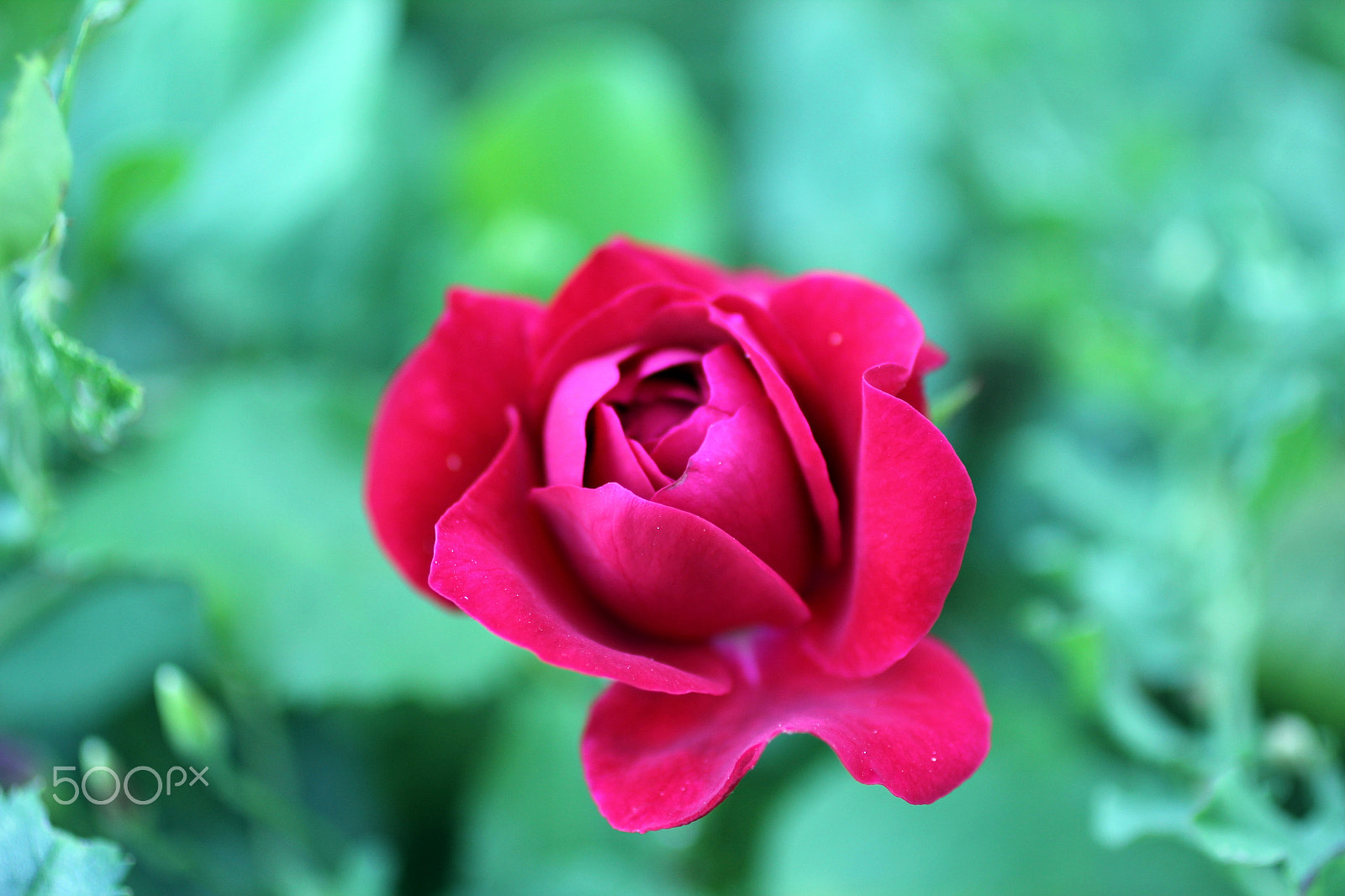 Canon EF 50mm F2.5 Macro sample photo. Rose photography