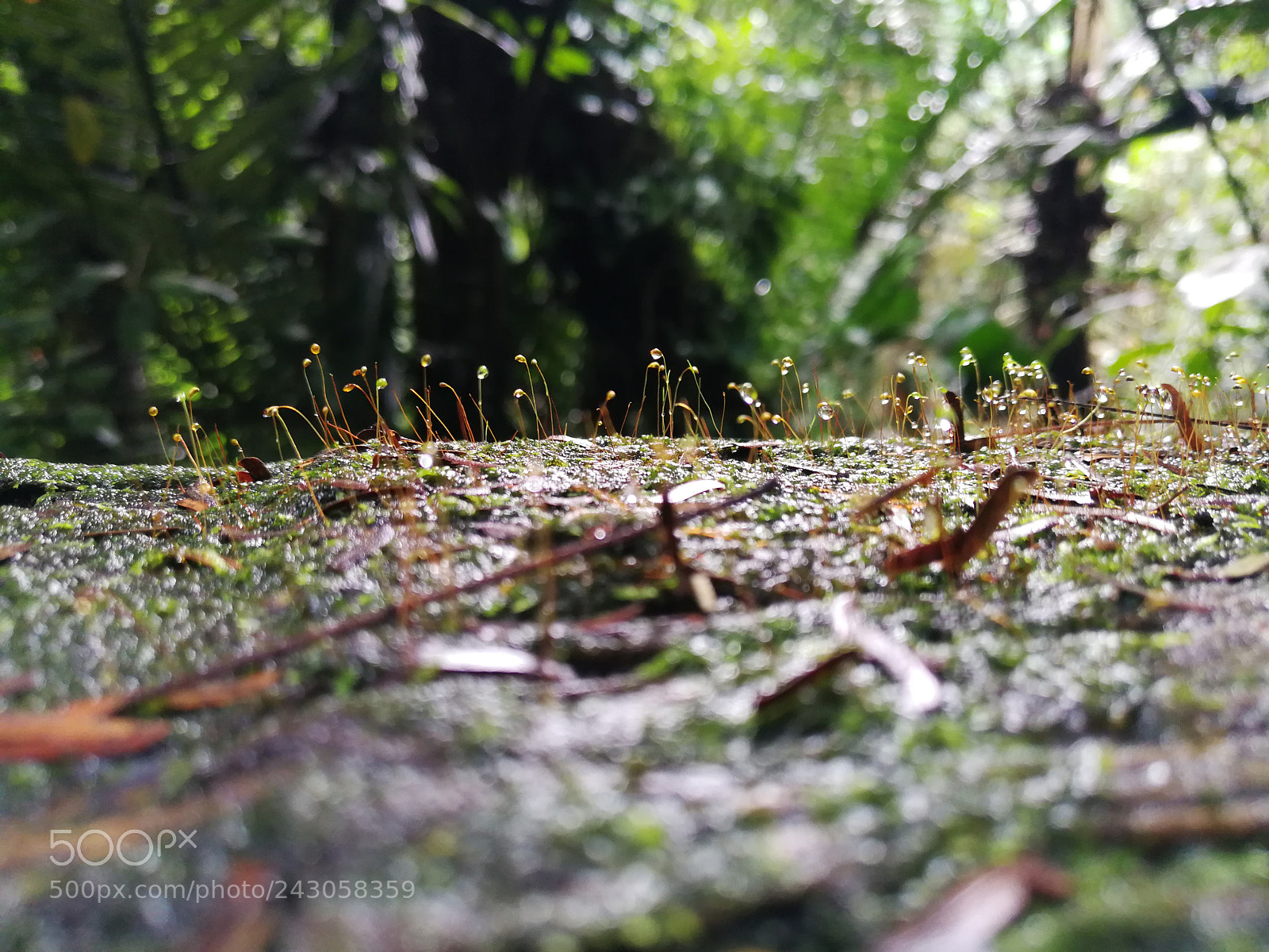 HUAWEI P10 Plus sample photo. Untitled photography