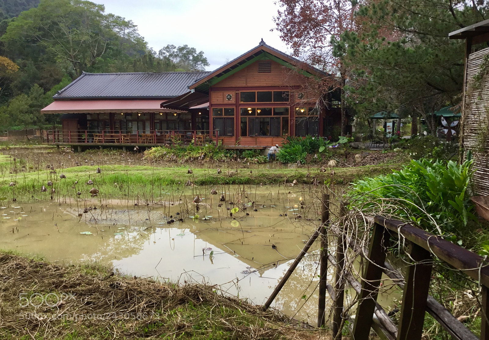 Apple iPad sample photo. The lotus swamp photography