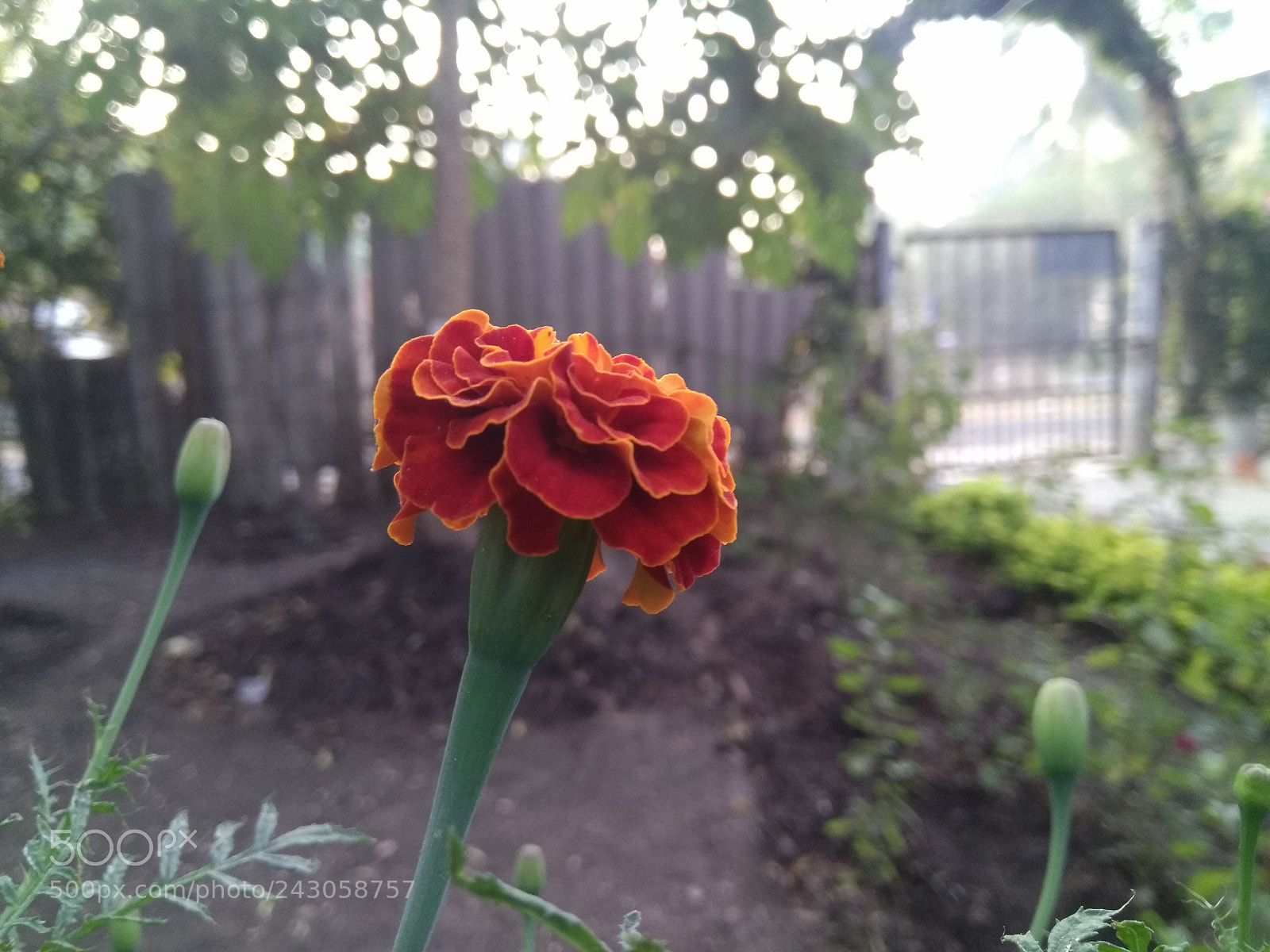 Xiaomi MI MAX sample photo. Flower photography