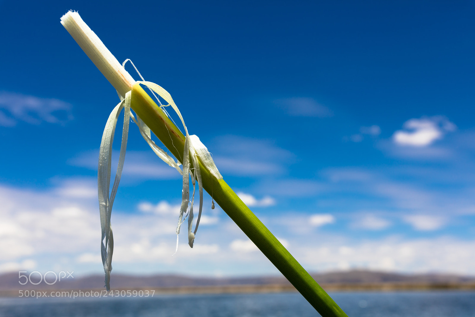 Canon EOS 5DS R sample photo. Fresh edible totora rod photography