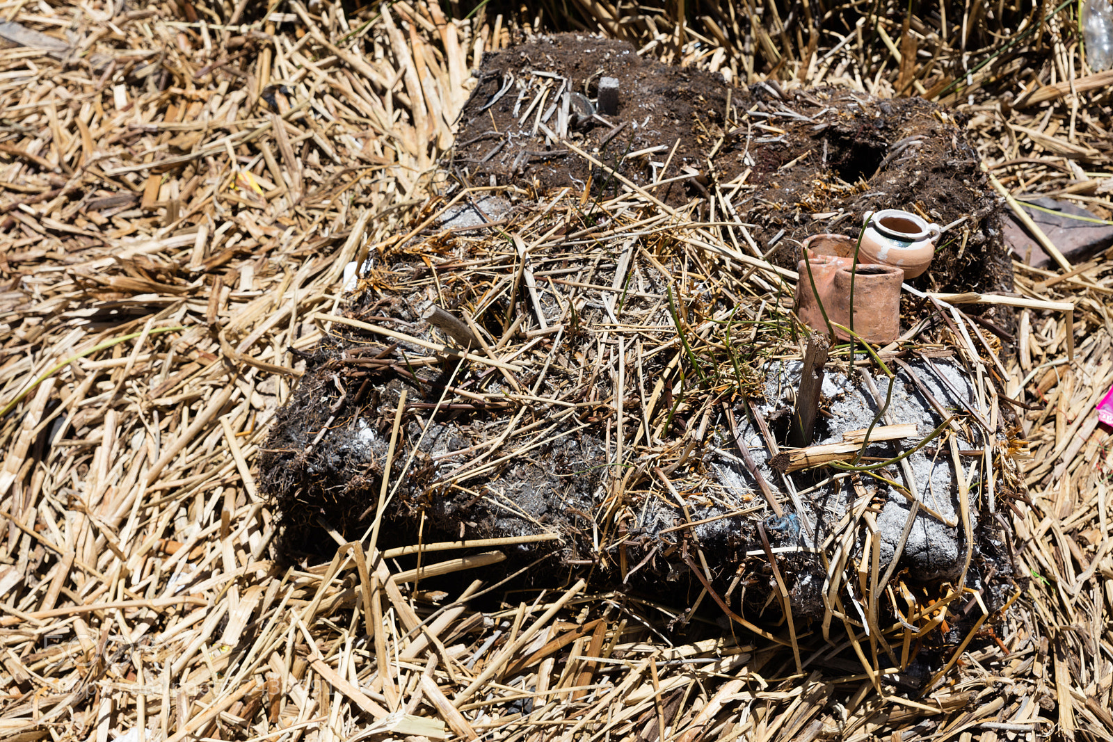 Canon EOS 5DS R sample photo. Dried  totora rods photography