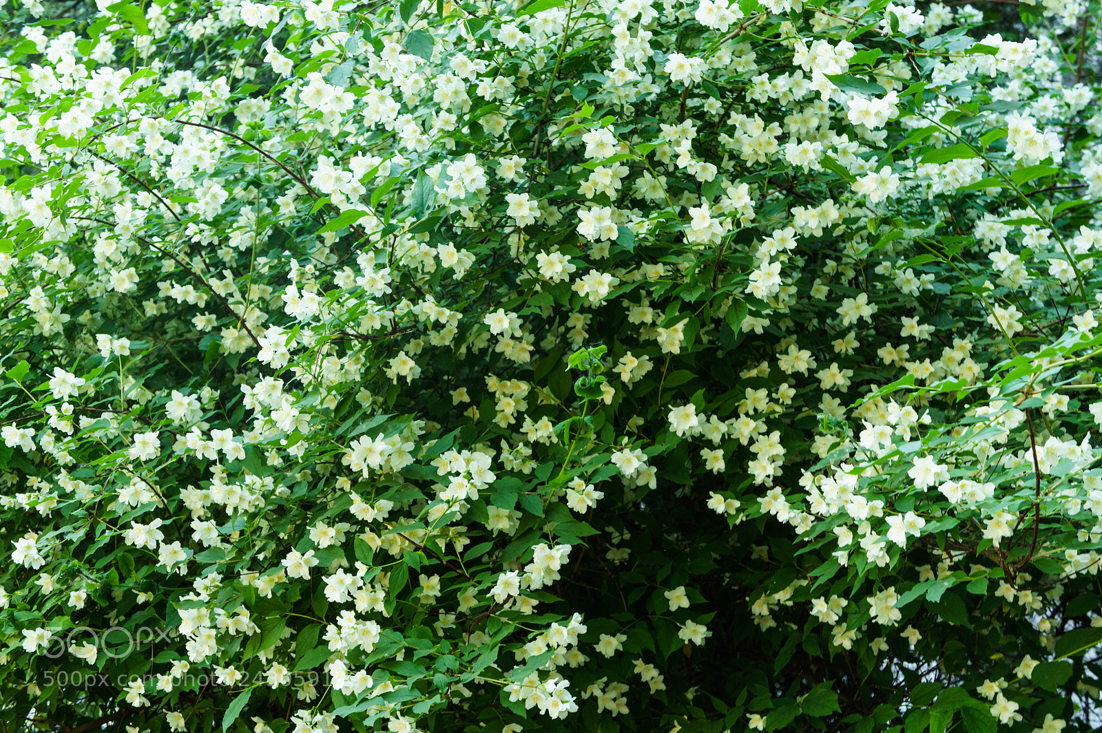 Sony Alpha NEX-5 sample photo. Chebushnik (garden jasmine). photography