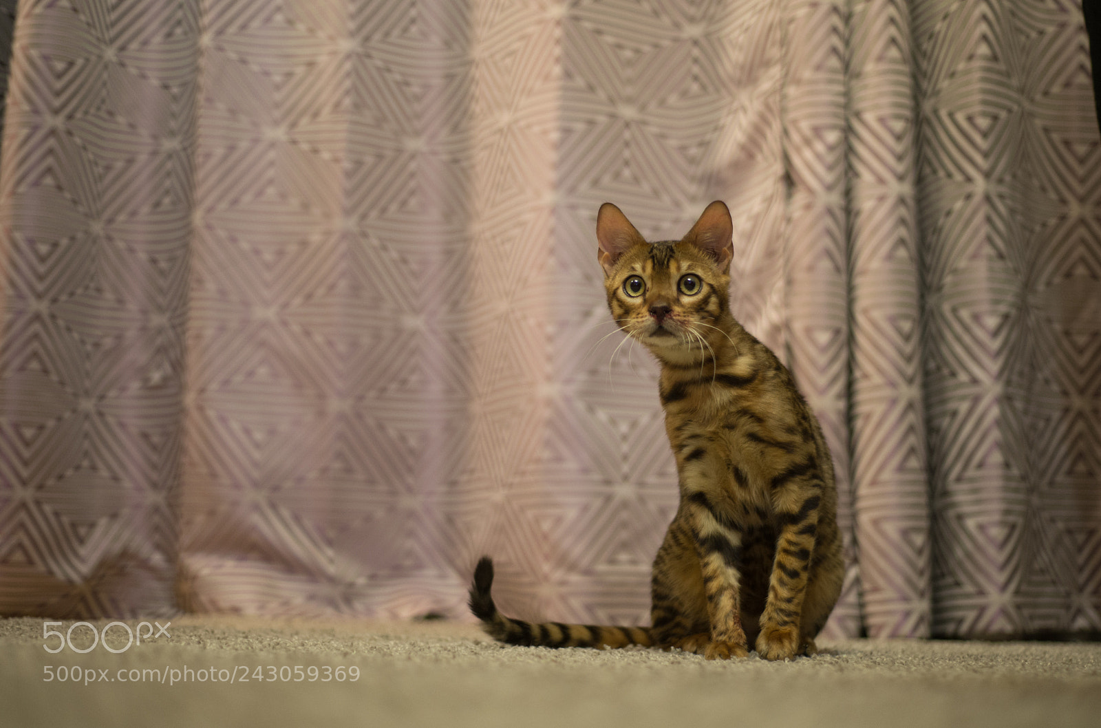 Nikon D600 sample photo. What? photography
