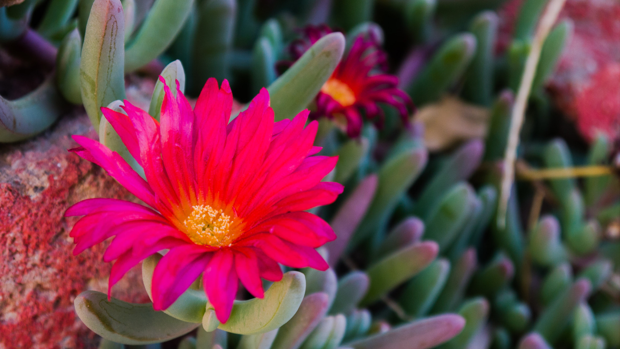 Panasonic Lumix DMC-GF3 sample photo. Pink flower photography