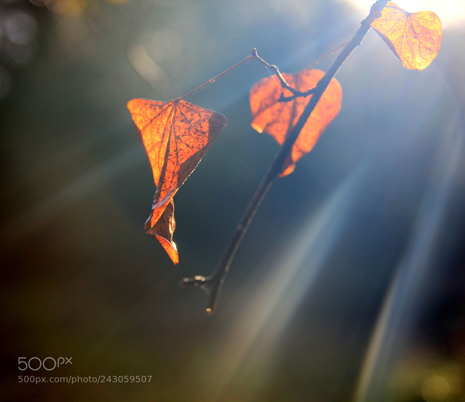 Canon EOS 60D sample photo. Img photography