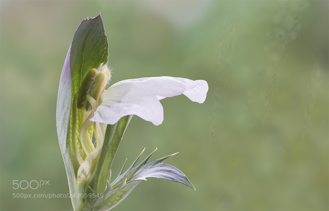 Nikon D810 sample photo. Oyster plant photography