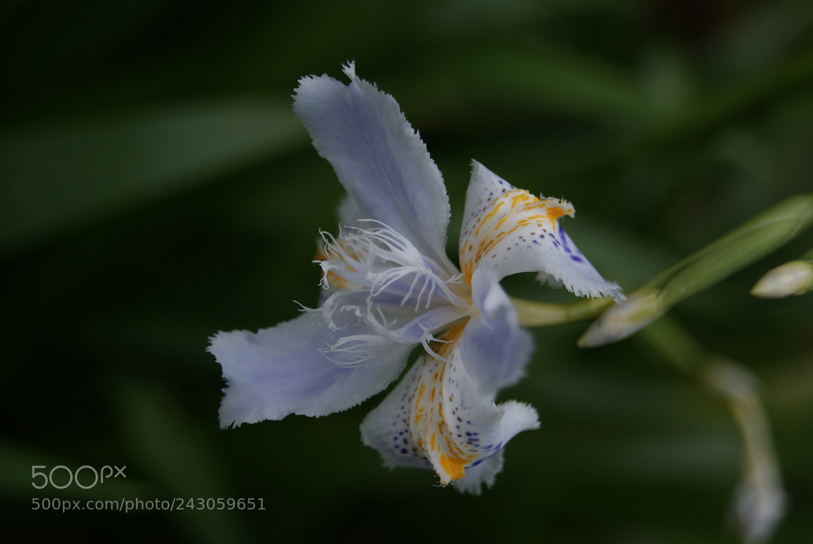 Sony Alpha DSLR-A330 sample photo. 紫の花 photography