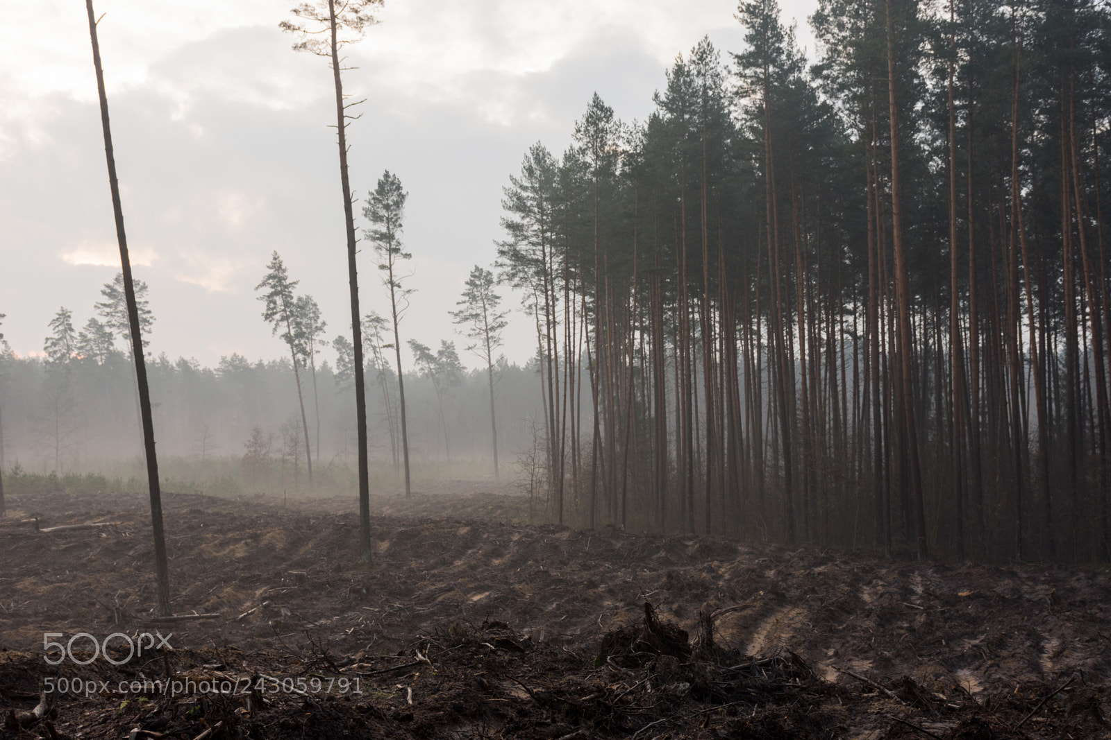 Nikon D7200 sample photo. Full field of trees photography