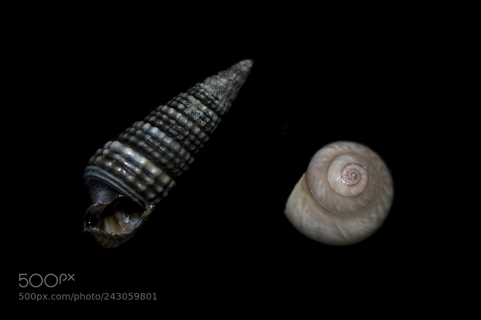 Nikon D500 sample photo. Seashells photography