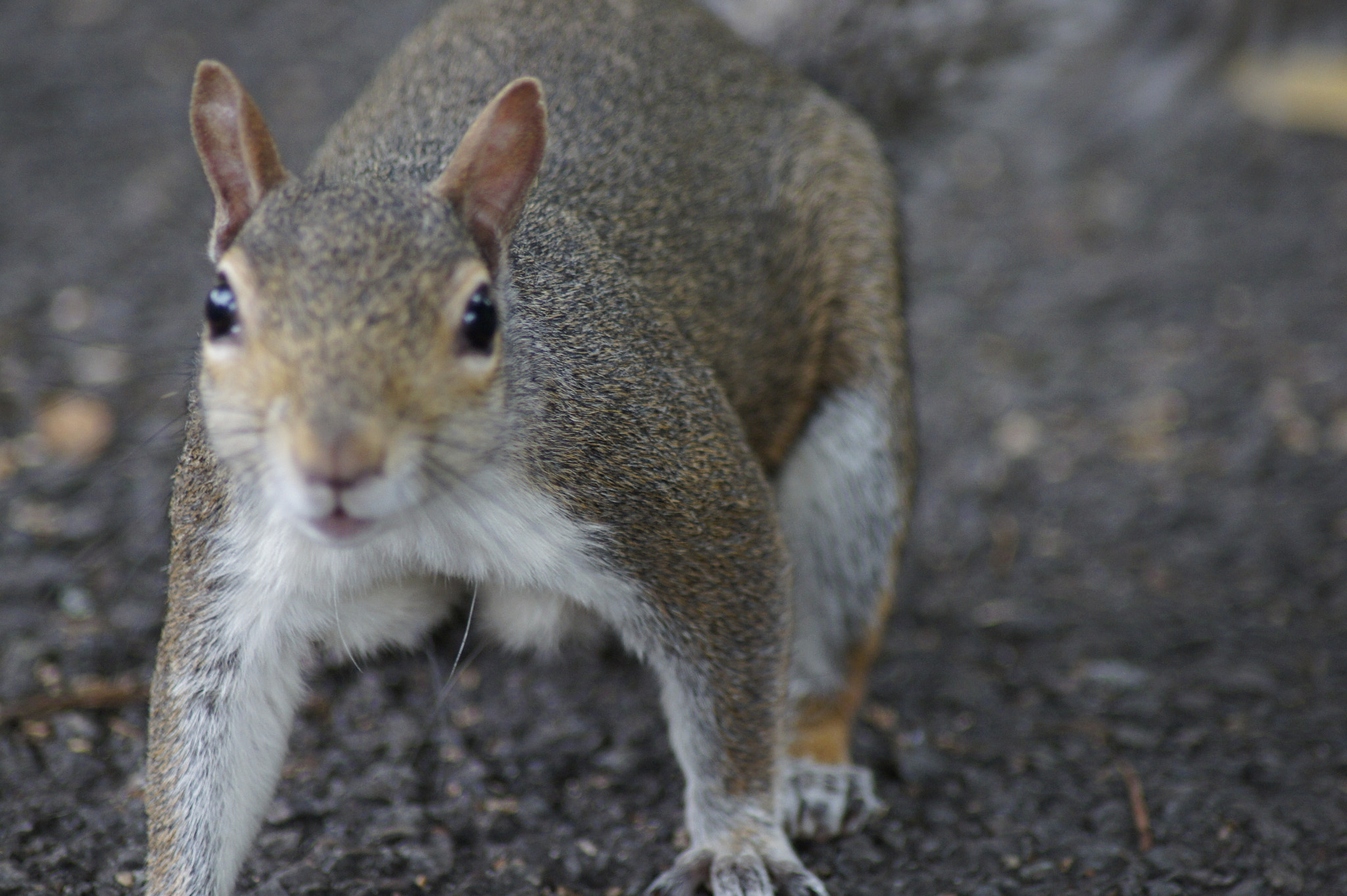 Sony Alpha DSLR-A450 + Tamron AF 70-300mm F4-5.6 Di LD Macro sample photo. Squirrel life photography