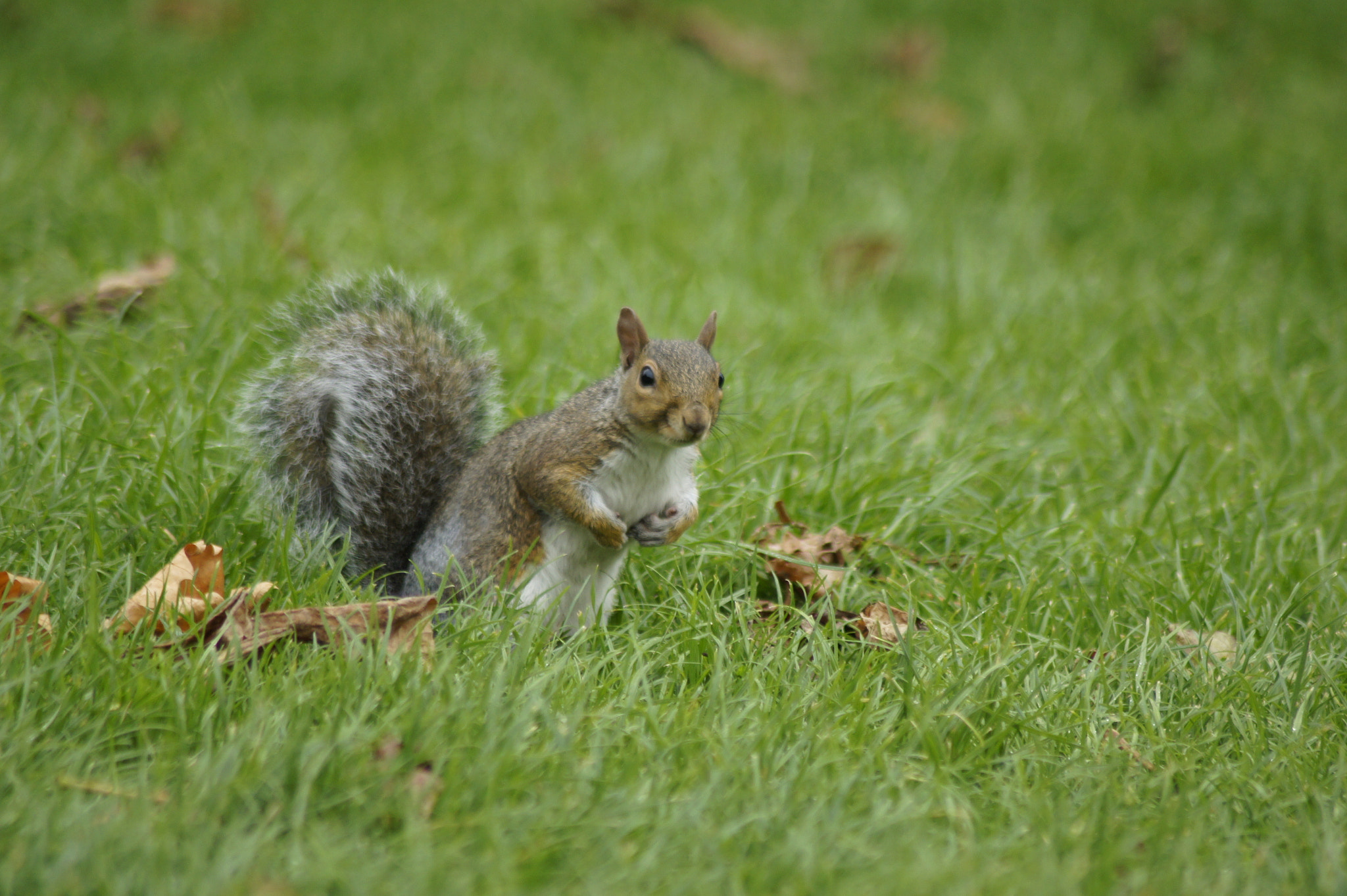 Sony Alpha DSLR-A450 sample photo. Squirrel life photography
