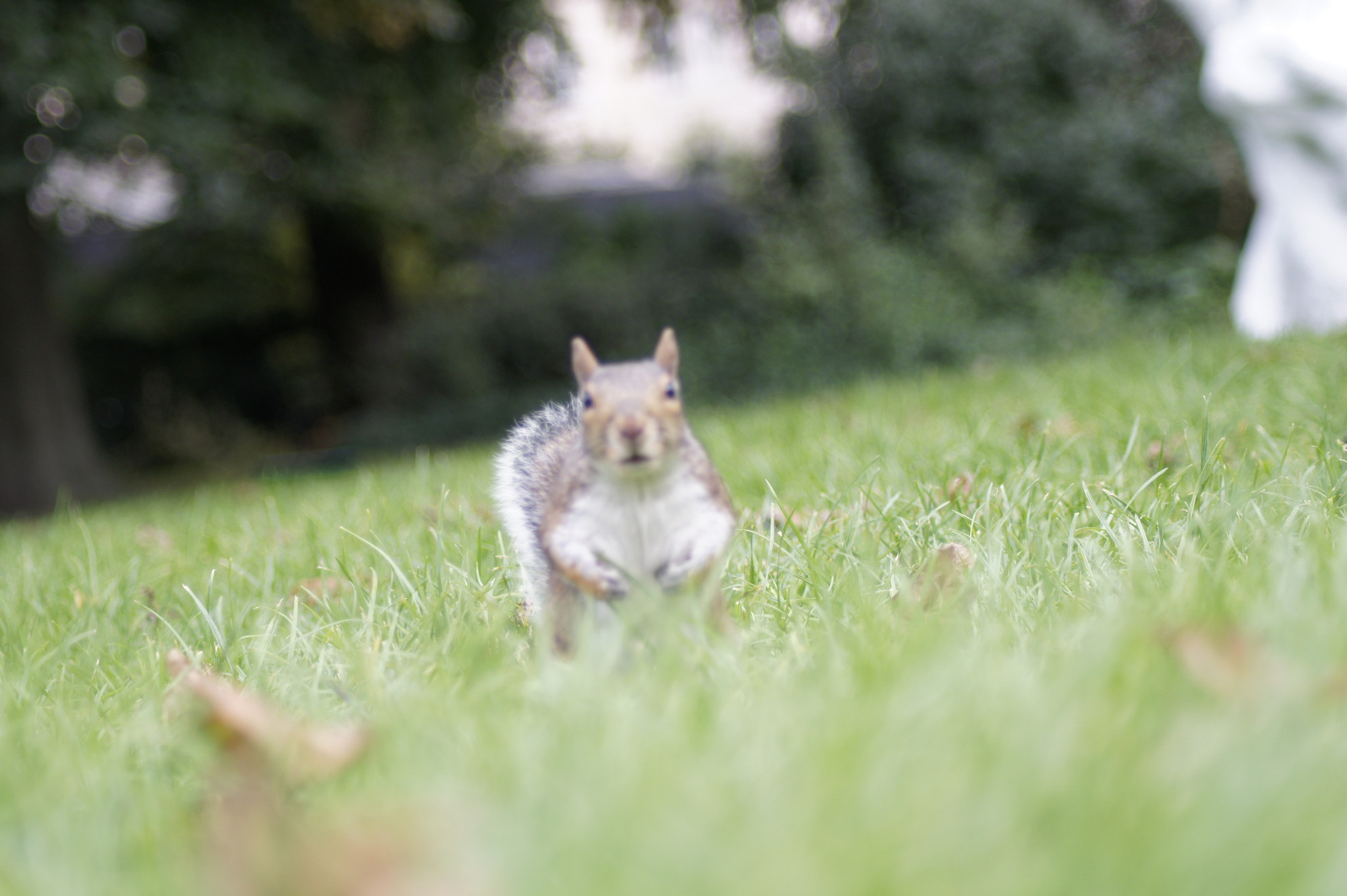 Sony Alpha DSLR-A450 + Tamron AF 70-300mm F4-5.6 Di LD Macro sample photo. Squirrel life photography