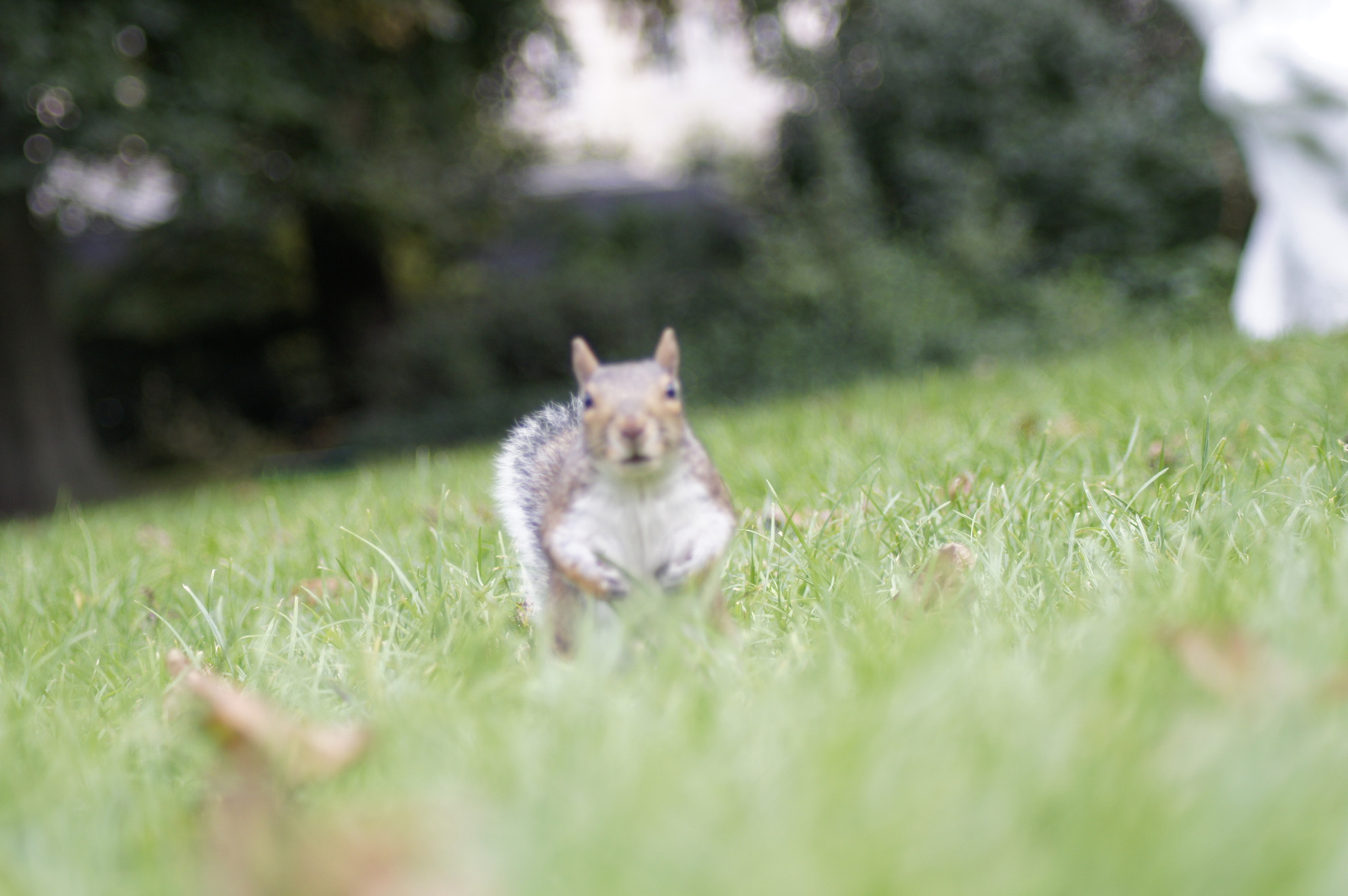 Tamron AF 70-300mm F4-5.6 Di LD Macro sample photo. Squirrel life photography