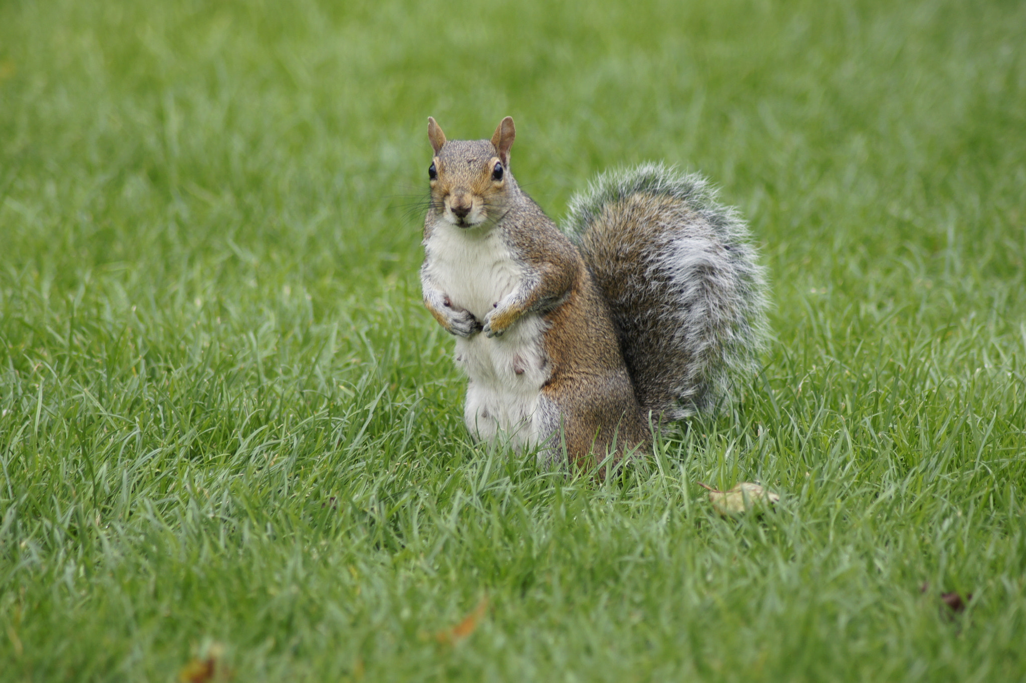 Sony Alpha DSLR-A450 + Tamron AF 70-300mm F4-5.6 Di LD Macro sample photo. Squirrel life photography